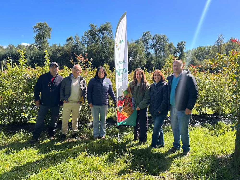 INIA postcosecha en arándanos