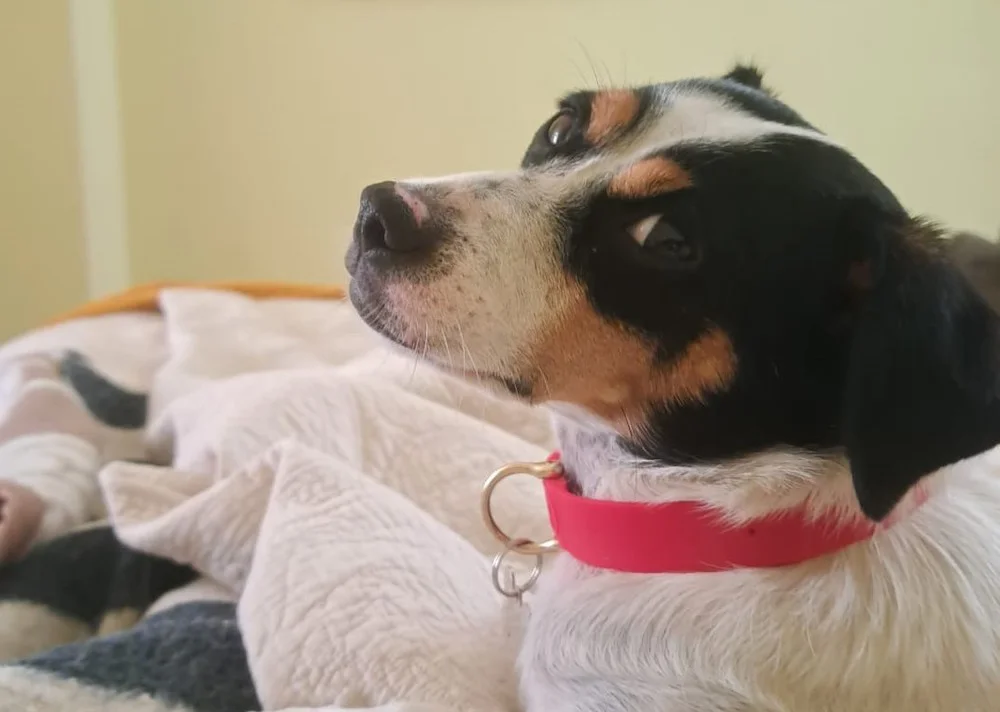 perro
