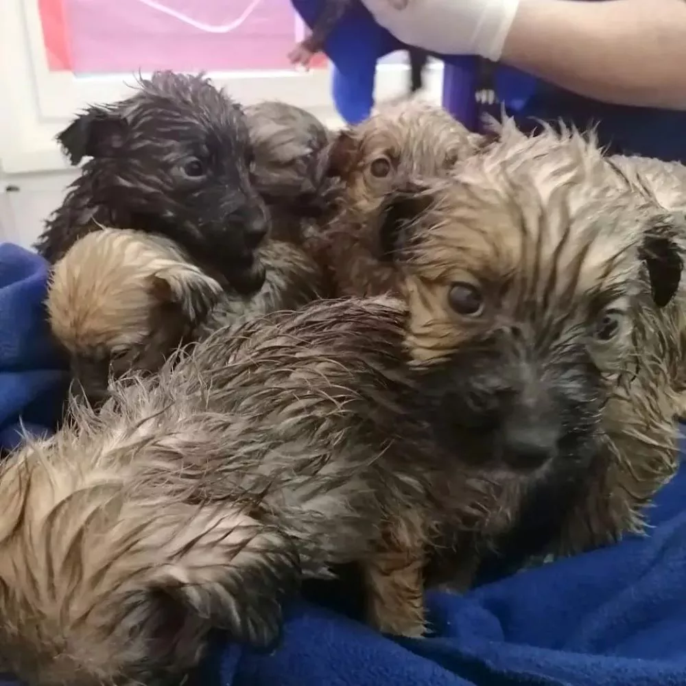 Maltrato animal en Villarrica