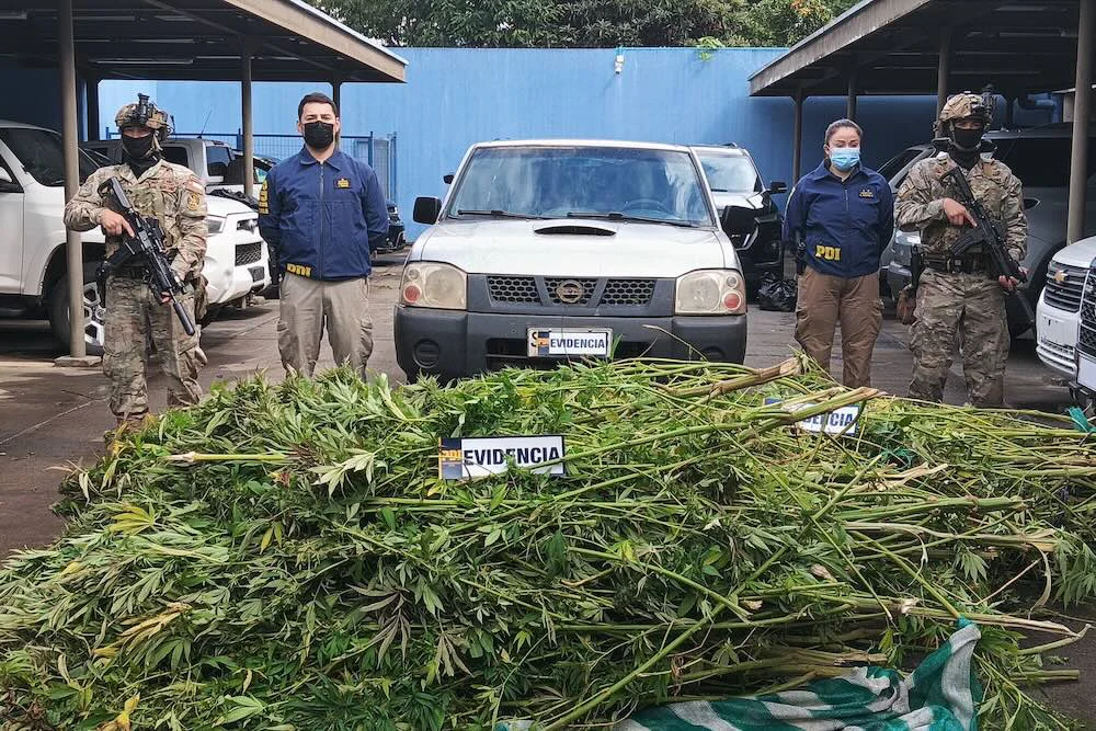 Marihuana y camioneta incautada a condenado por asesinato de parcelero en Ercilla